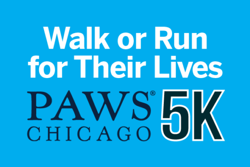 PAWS Chicago - 5K!