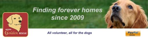 Arizona Golden Rescue - CHOPSTICKS WITH THE DOGS!