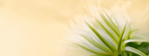 Close-up of green plant leaves against a warm pale yellow background.