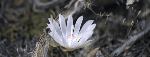 White flower with pink center blooming among dry, rocky desert terrain