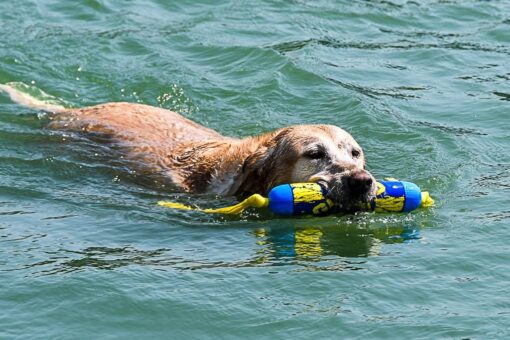 Golden retriever swimming in greenish water with a blue and yellow toy in its mouth