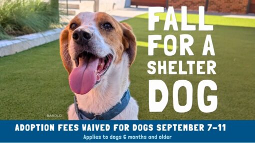 Richmond SPCA - Fall for a Shelter Dog Adoption Special!