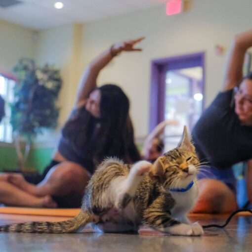 A small tabby kitten standing on a shiny floor indoors with people blurred in the background, reaching toward it.