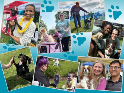 Collage of volunteers and families with dogs at an outdoor pet event.
