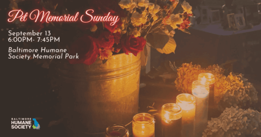 Poster for Pet Memorial Sunday: Sept 13, 6:00–7:45 PM at Baltimore Humane Society Memorial Park with candles and flowers; logo bottom-left.