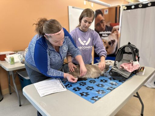 Two women work at a table with a dog, filling out forms on a paw-print blue table cover in a clinic setting.