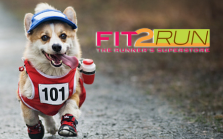 Corgi running on a gravel path in a red race bib 101 and blue cap, with the FIT2RUN logo in the top-right corner.