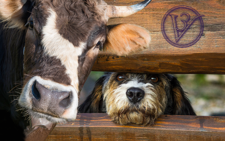 Cow and a small shaggy dog peeking through a wooden fence; a circular logo is stamped on the wood.