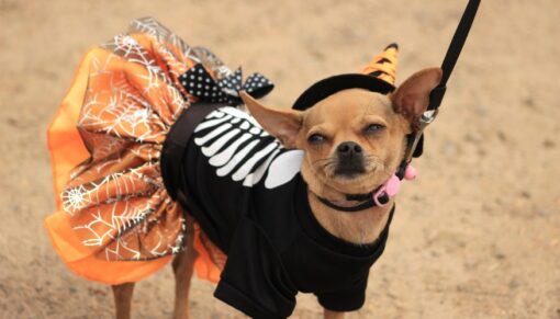 Small dog in a Halloween costume: black skeleton shirt with an orange spiderweb tutu on a leash.