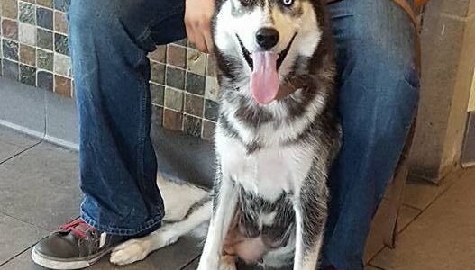 Husky’s “you found it where?” Microchip Tale Husky’s “you found it where?” Microchip Tale