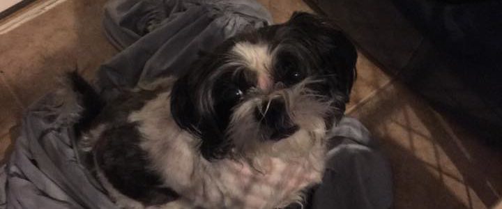 Lucky’s Chip Proves Lucky plus “Check The Chip Day” Lucky’s Chip Proves Lucky plus “Check The Chip Day”