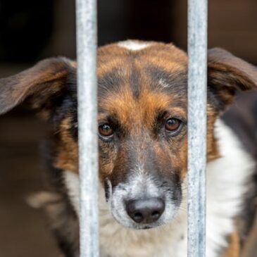 sad dog looking through bars