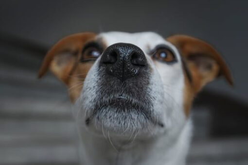 dog with loving eyes