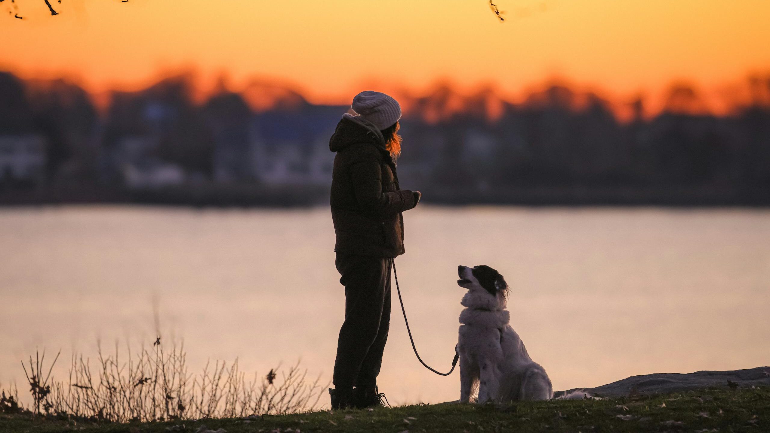 Help your pet flourish 