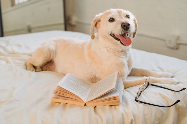 happy dog on bed