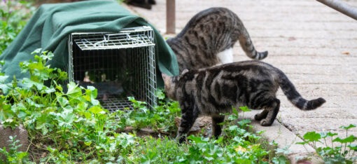 Richmond SPCA - Introduction to Trap-Neuter-Vaccinate-Return (TNVR)